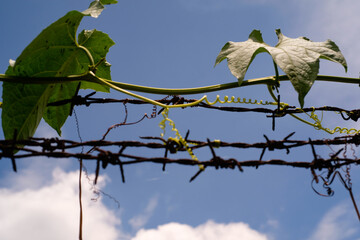 Photography of pumpkin plants creeping across a thorny fence. Vines on a thorny fence with a blue sky background. Graphic Resources. Textured Background. Wallpapers. Nature Photography Concept