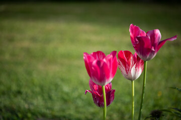 Beautiful tulips in the garden .