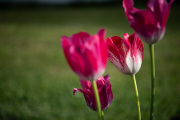 Beautiful tulips in the garden .