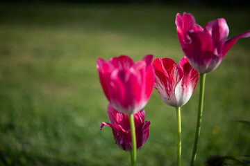 Beautiful tulips in the garden .