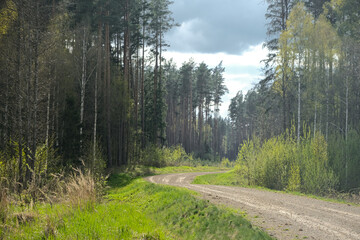 Fototapeta premium Beautiful small gravel road through lush green north Europe forest.