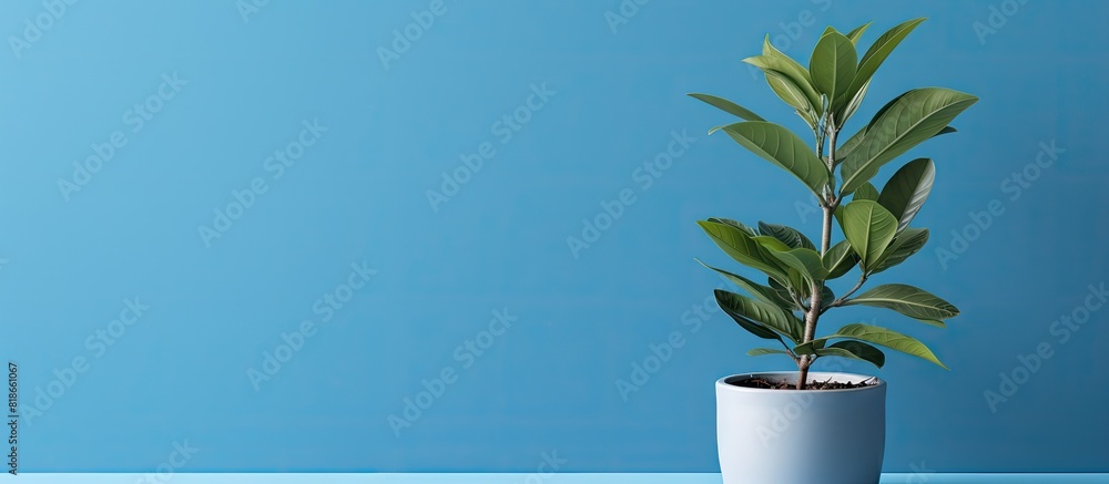 Poster a plant is positioned in front of a blue wall offering ample space for customized content in the ima