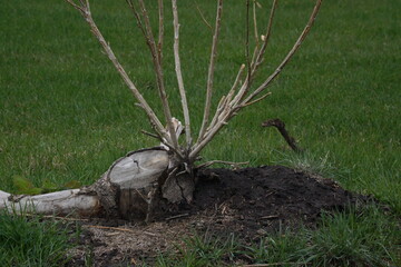 Clean cut tree stump on green grass field, new branches growing, texture