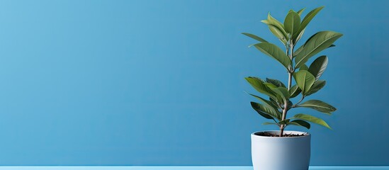 A plant is positioned in front of a blue wall offering ample space for customized content in the image