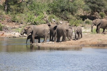 Afrikanischer Elefant am Sweni River/ African elephant at Sweni River / Loxodonta africana.