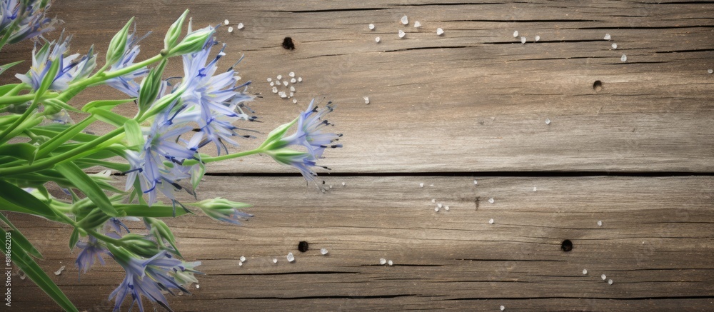 Aufkleber Copy space image of Giant Squill and Leaf Measles against a rustic wood background