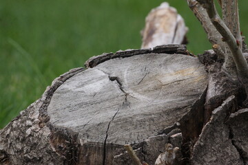 Macro of clean cut tree stump on green grass field, texture