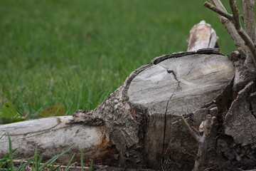 Macro of clean cut tree stump on green grass field, texture