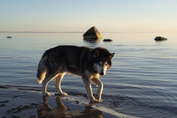 Siberian husky on the sandy seashore.
