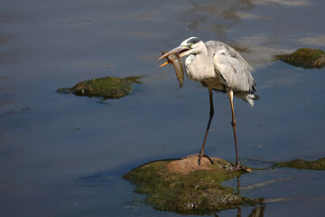 Afrikanischer Graureiher / Grey heron / Ardea cinerea.