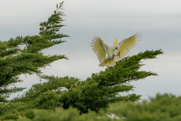 A sulphur crested cockatoo (Cacatua galerita) landing in a cypress tree with his claws outstretched