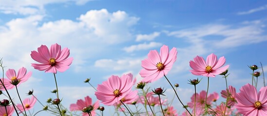 Fototapeta premium A copy space image of pink cosmos flowers against a picturesque blue sky and cloud background