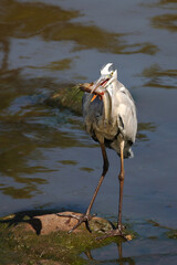 Afrikanischer Graureiher / Grey heron / Ardea cinerea.