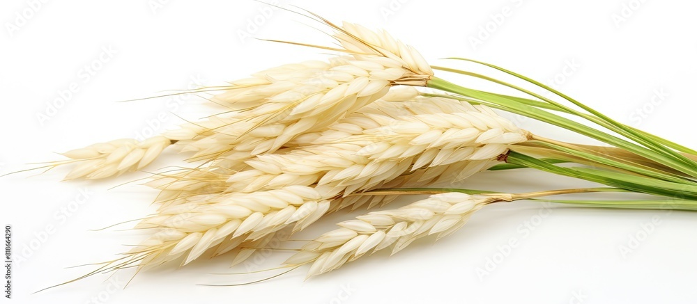 Poster a copy space image of paddy jasmine rice ears isolated on a white background