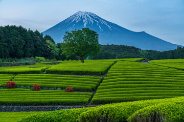 富士市大渕笹場新緑の茶畑と富士山