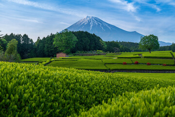 富士市大渕笹場新緑の茶畑と富士山