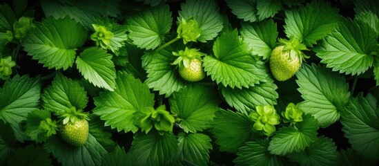 A background of wild strawberry leaves with a vibrant art green strawberry leaf in the center creating a captivating copy space image - Powered by Adobe