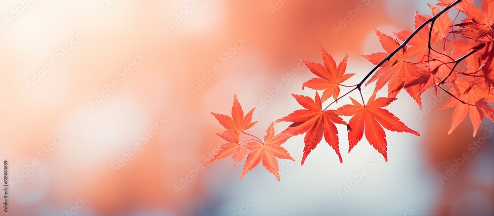 Poster Closeup of red maple leaves on branches creating a beautiful autumn backdrop with a shallow depth of field Perfect copy space image