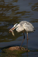 Afrikanischer Graureiher / Grey heron / Ardea cinerea.