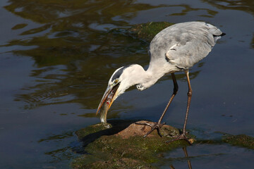 Afrikanischer Graureiher / Grey heron / Ardea cinerea.