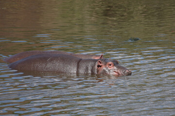 Flu&szlig;pferd / Hippopotamus / Hippopotamus amphibius