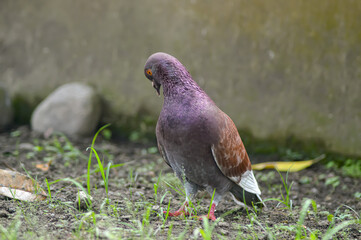Portrait of a funny moment in pigeon behavior.