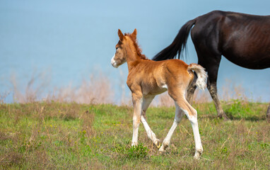 A newborn foal grazes in a meadow, eats grass, walks and frolics. Pregnant horses and foals,...