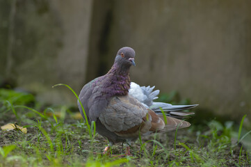 Portrait of a funny moment in pigeon behavior.