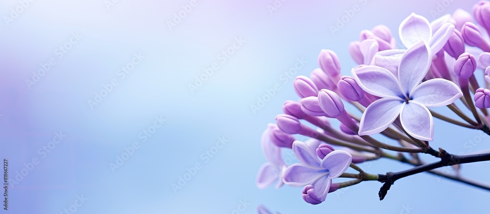Aufkleber Close up macro shot of a lilac flower on a background image with ample copy space