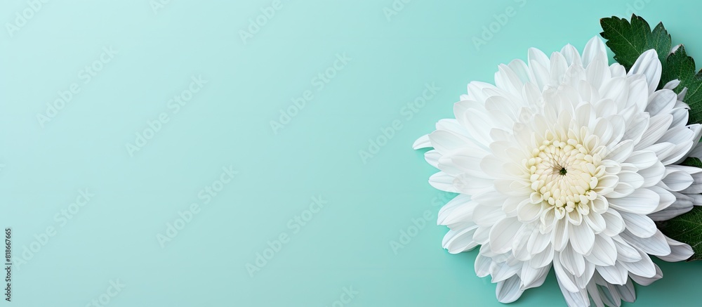Aufkleber The mint background offers a copy space image with a top down view of a white chrysanthemum It is presented in a flat lay style