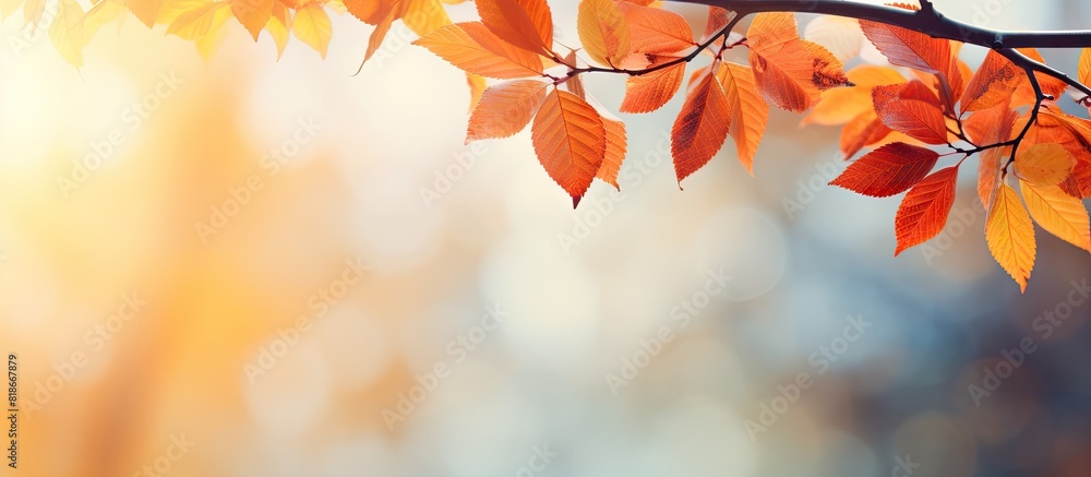 Poster Autumn colored leaves adorning the branches of a tree creating a beautiful copy space image