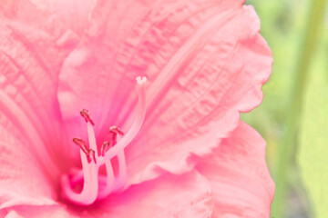 Saturated pink warm gladiolus flower close up in the garden