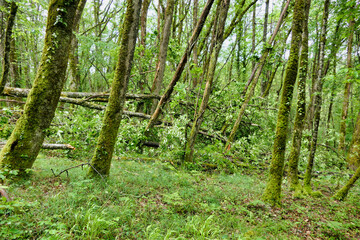 Fototapeta premium Large ancient oak tree fallen over due to months of rain causing the clay soil to turn to slip, bringing down and snapping several other trees in the process 