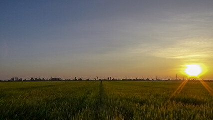 The sun sets over the rice field. Location place delta Kien Giang, Viet Nam.  Magical sunset.