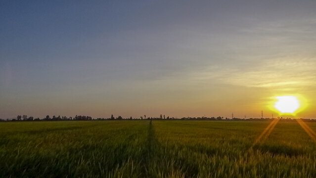 The sun sets over the rice field. Location place delta Kien Giang, Viet Nam.  Magical sunset.