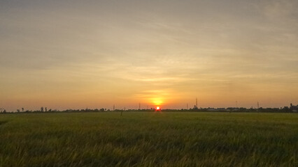 The sun sets over the rice field. Location place delta Kien Giang, Viet Nam.  Magical sunset.