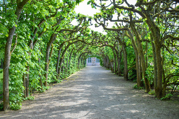 A green tunnel of trees along a garden alley