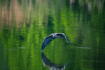 A grey heron glides over the lake.