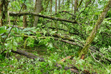 Large ancient oak tree fallen over due to months of rain causing the clay soil to turn to slip, bringing down and snapping several other trees in the process
