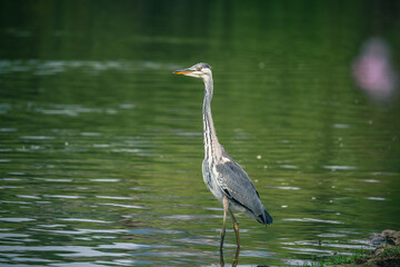 Close-up of a grey heron.