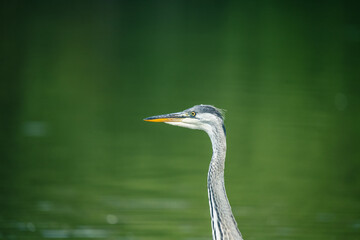 Close-up of a grey heron.