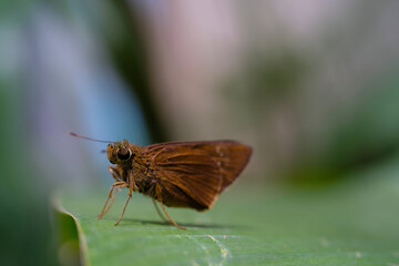 Photography of Brown butterfly or known as Pelodipas agna on a leaf. Macroo shot of Pelodipas Agna butterfly in the wild. Graphic Resources. Animal themes. Animal close-up. Nature Photography Concept.