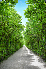 A green tunnel of trees along a garden alley