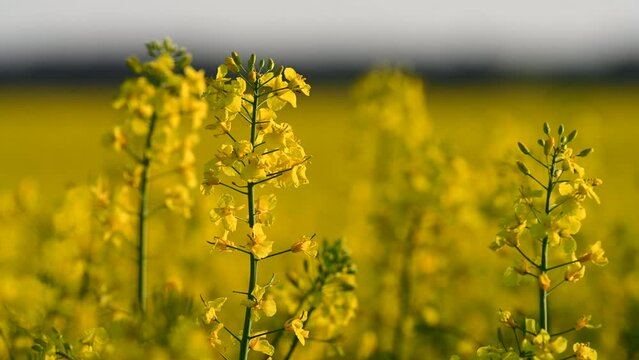 Close-Up of Blooming Rapeseed Flower in Golden Field