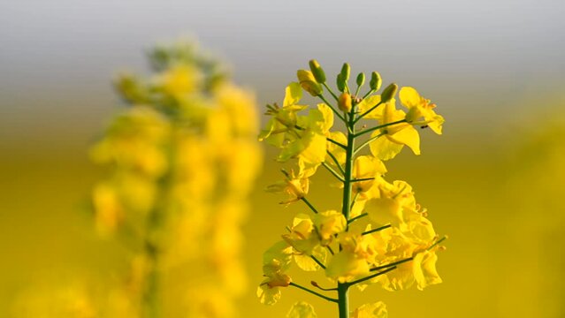 Close-Up of Blooming Rapeseed Flower in Golden Field