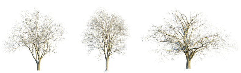 Quercus cerris winter 4k png cutout transparent