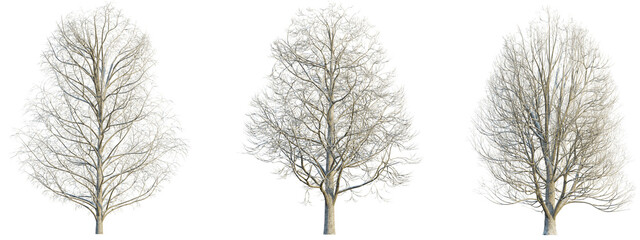 Aesculus hippocastanum winter 4k png cutout transparent