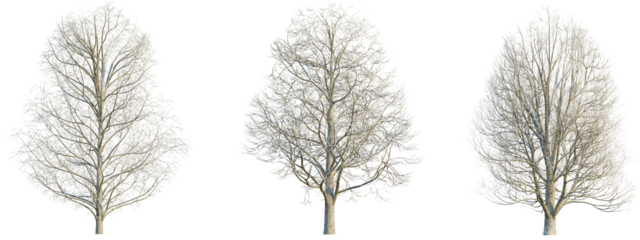 Aesculus hippocastanum winter 4k png cutout transparent