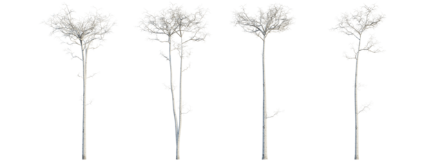 Populus tremuloides winter 4k png cutout transparent