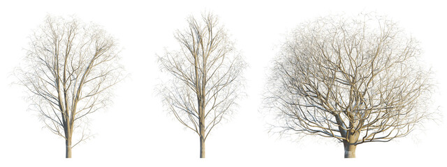Acer pseudoplatanus winter 4k png cutout transparent
